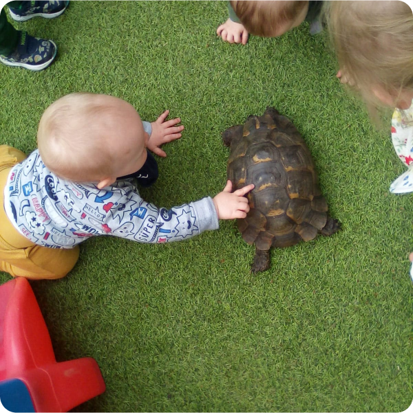 a child touching a tortoise